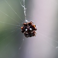 Asian Spiny Backed Spider (Gasteracantha mammosa)